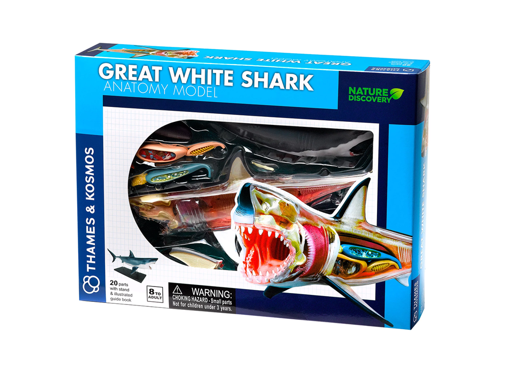 Animal Anatomy - Great White Shark - Science (EN)