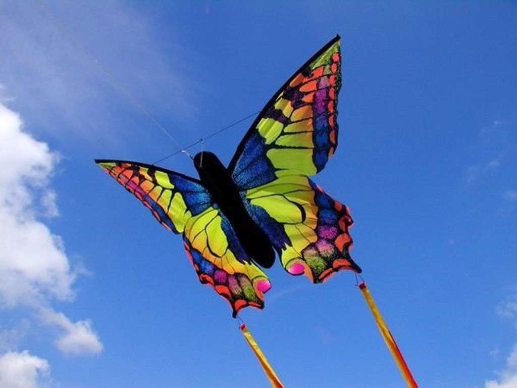 Drage 52 x 35 cm - Swallowtail sommerfugl