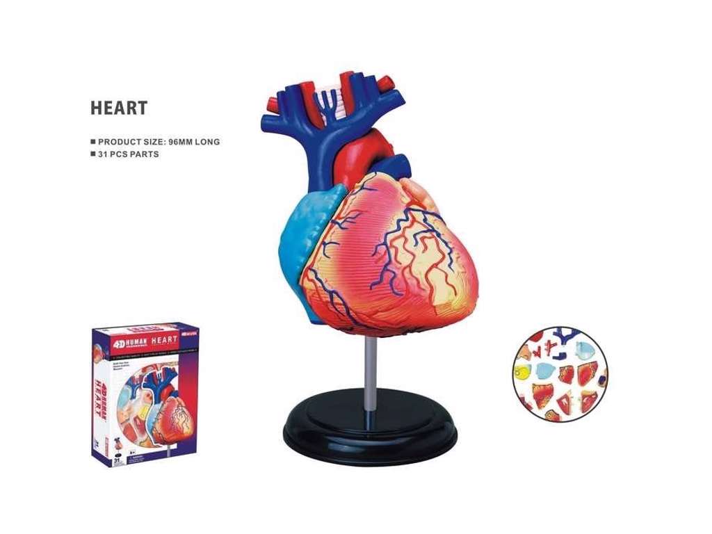 4D anatomisk hjerte
