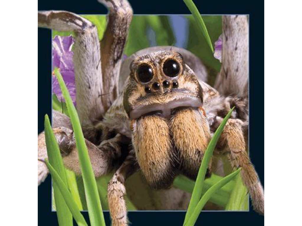 3D postkort med edderkop fra Worth Keeping